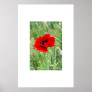 Póster Flor de amapola silvestre roja
