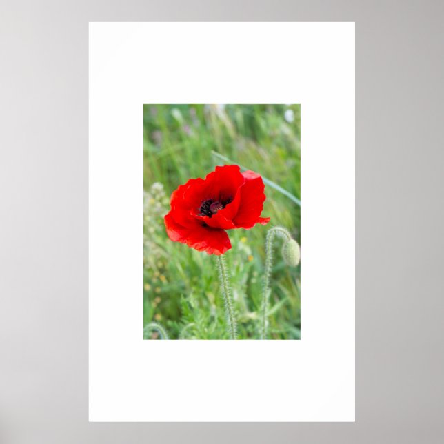 Póster Flor de amapola silvestre roja (Frente)