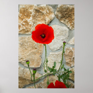 Póster Flor de amapola y pared de piedra detrás