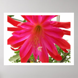 Póster Flor de amor