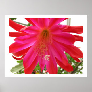 Póster Flor de amor