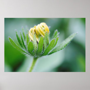 Póster Flor De Apertura De La Flor De Cono