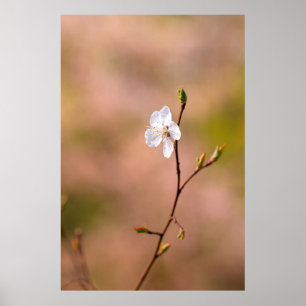 Póster Flor de Apricot Japonesa