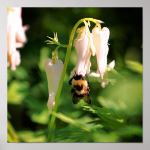 Póster Flor de Aquilegia Blanca y Abejorro