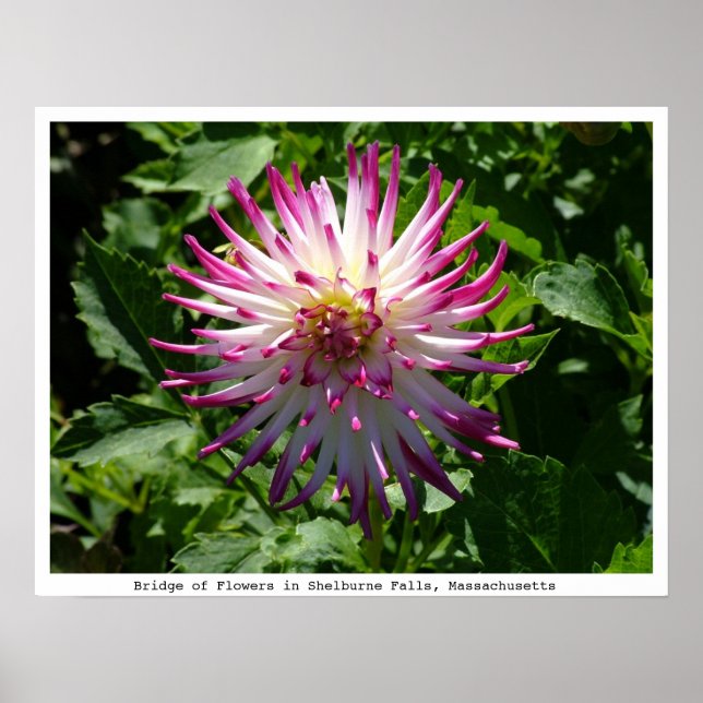 Póster Flor de araña rosa-blanca en el puente de las flor (Frente)