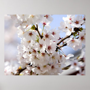 Póster Flor de árbol blanco en primavera
