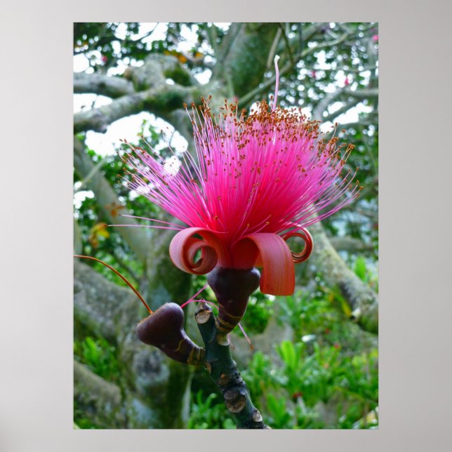 Póster Flor de árbol de Bombax (Frente)