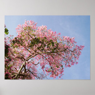 Póster Flor de árbol de flor de seda