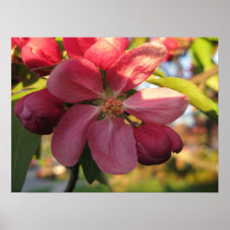 Póster Flor de árbol de manzana rosada