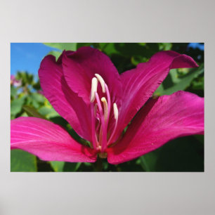 Póster Flor de árbol de orquídea floral tropical