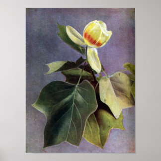 Póster Flor de árbol de tulipanes