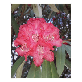 Póster Flor de árbol rojo