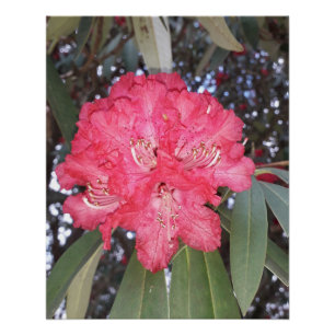 Póster Flor de árbol rojo