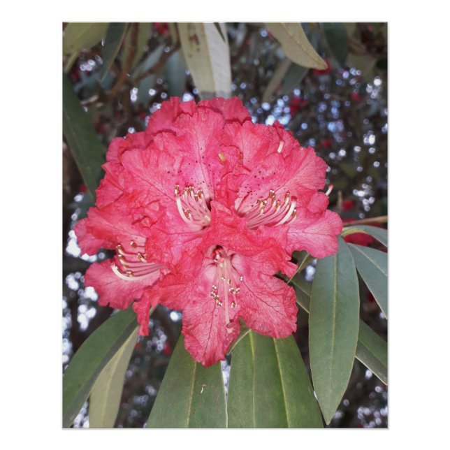 Póster Flor de árbol rojo (Anverso)