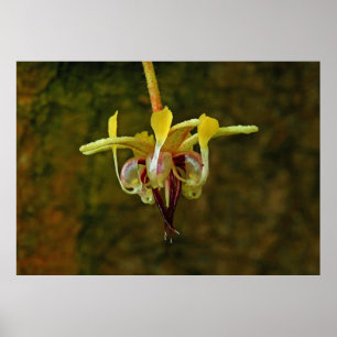 Póster Flor de árbol teobroma cacao