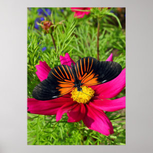 Póster flor de aster mexicano con una Doris Longwing
