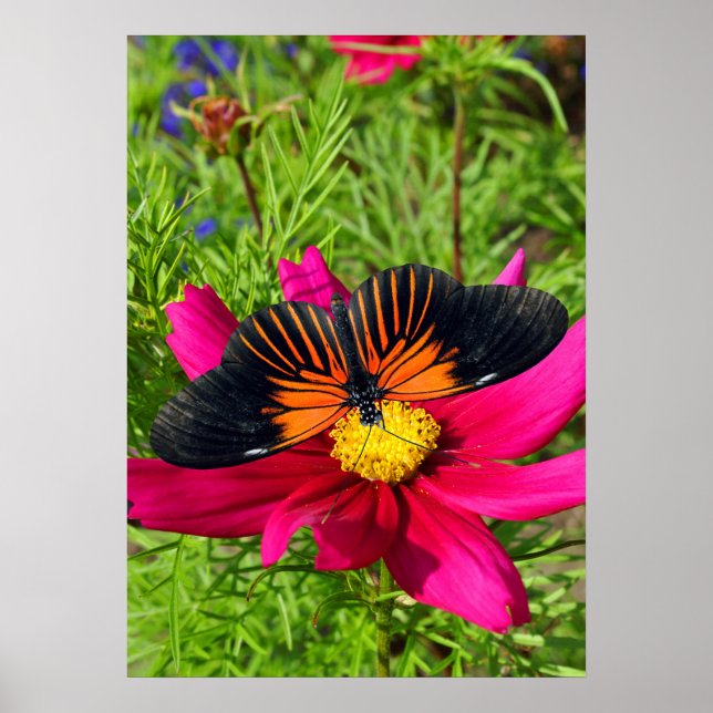 Póster flor de aster mexicano con una Doris Longwing (Frente)