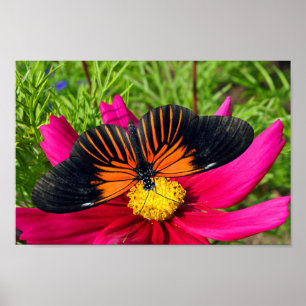 Póster flor de aster mexicano con una Doris Longwing
