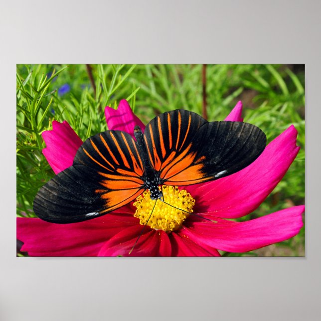 Póster flor de aster mexicano con una Doris Longwing (Frente)