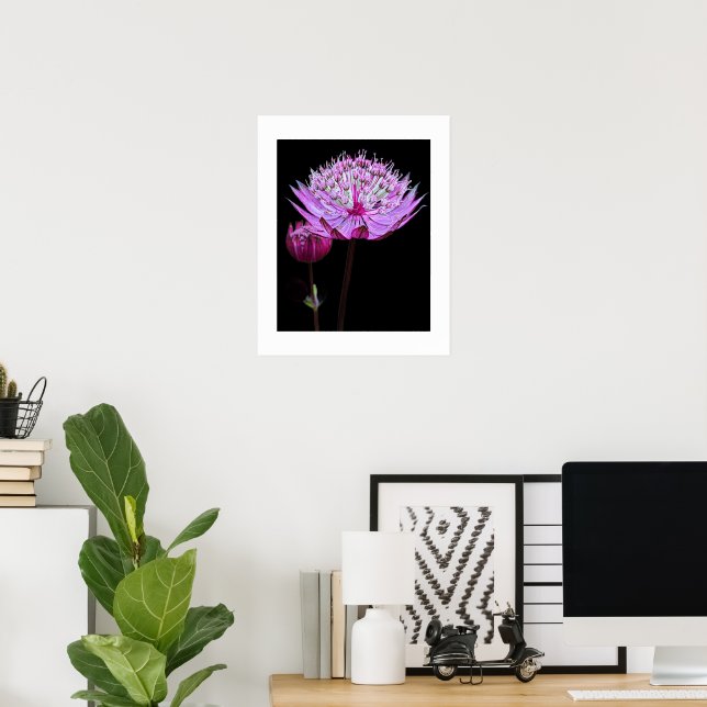 Póster Flor de Astrantia Rosa sobre Floral Negro (Oficina en casa)