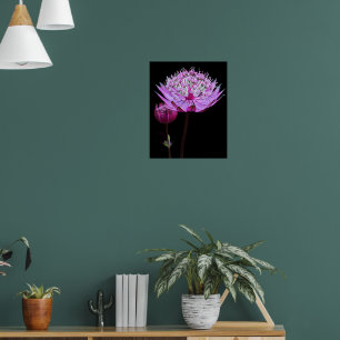 Póster Flor de Astrantia Rosa sobre Floral Negro