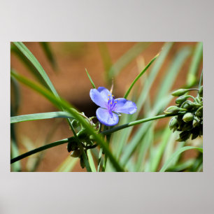 Póster Flor de avena