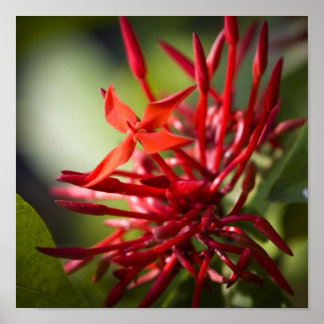 Póster Flor de Bali exótica