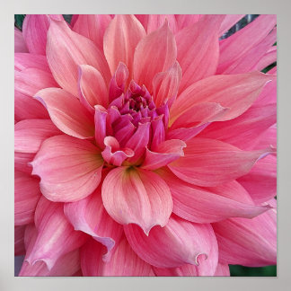 Póster Flor de Barmera Dahlia