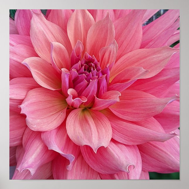 Póster Flor de Barmera Dahlia (Frente)