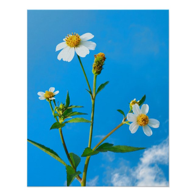 Póster Flor de Beggarticks Peluda (Anverso)