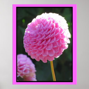 Póster Flor de bola rosa