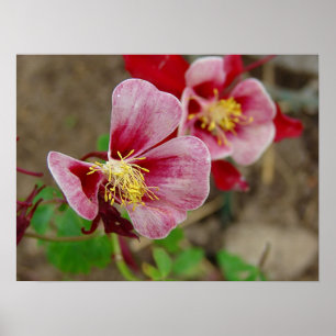 Póster Flor de bonito