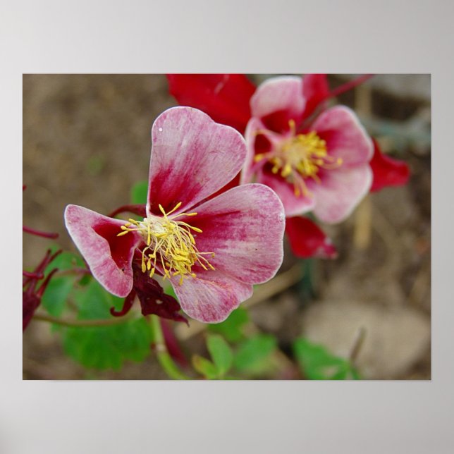 Póster Flor de bonito (Frente)