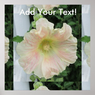 Póster Flor de Bonito blanca Hollyhock