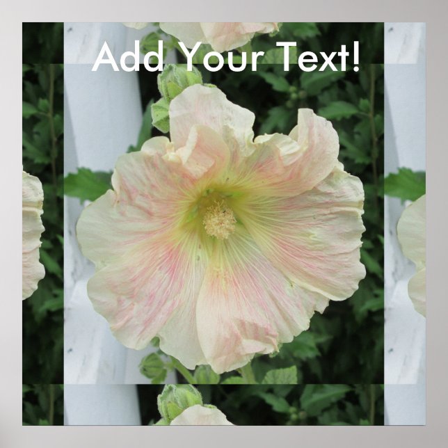 Póster Flor de Bonito blanca Hollyhock (Frente)