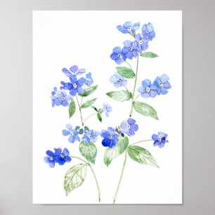 Póster flor de brunnera azul delicado