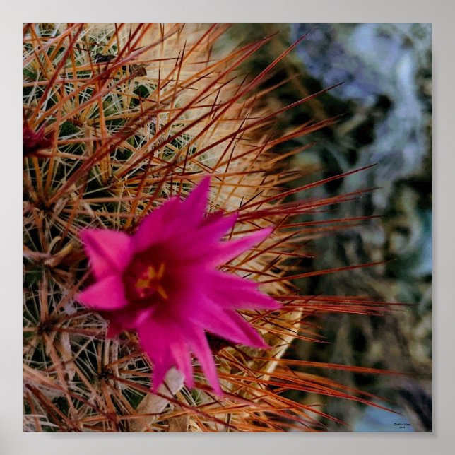 Póster Flor de Cactus (Frente)