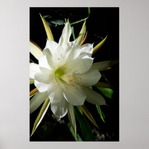 Póster Flor de cactus