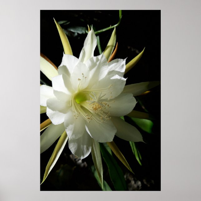 Póster Flor de cactus (Frente)