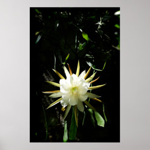 Póster Flor de cactus