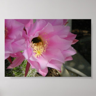 Póster Flor de cactus