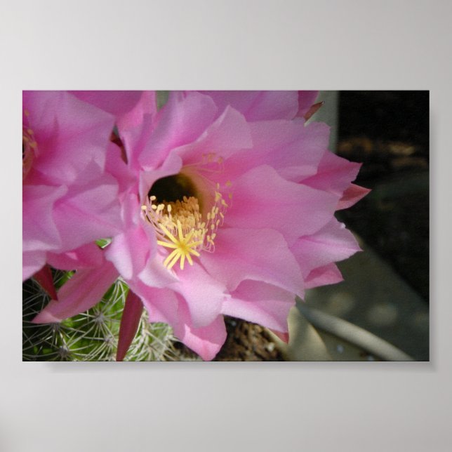 Póster Flor de cactus (Frente)