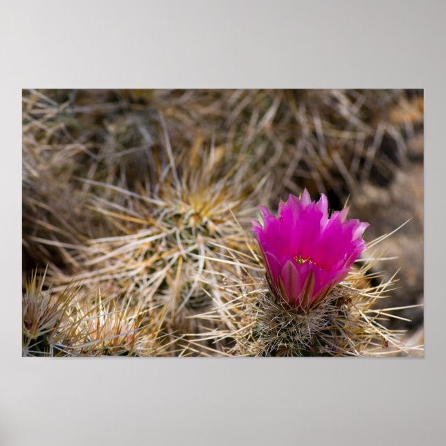 Póster Flor de Cactus (Frente)