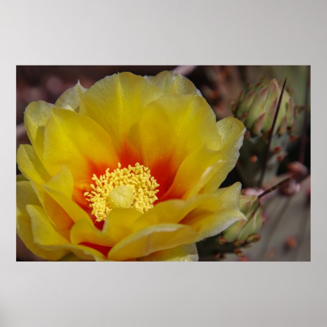 Póster flor de cactus (Frente)