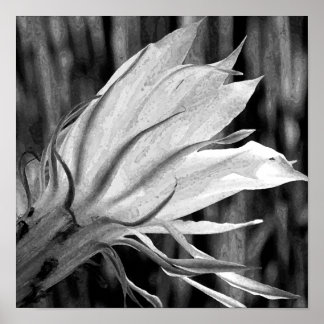 Póster Flor de Cactus