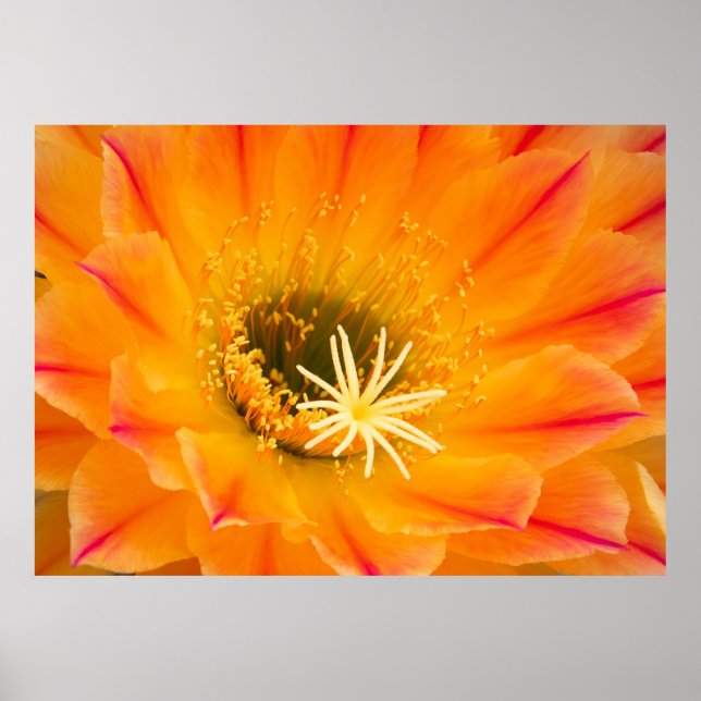 Póster Flor de cactus amarilla (Frente)