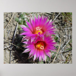 Póster Flor de Cactus Bola F5 "Escobaria vivipara"