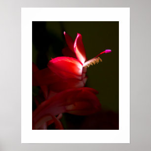 Póster Flor de Cactus de Navidad Roja Fotografía de Cerca