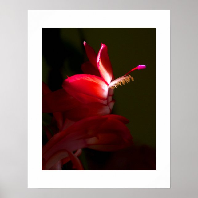 Póster Flor de Cactus de Navidad Roja Fotografía de Cerca (Frente)
