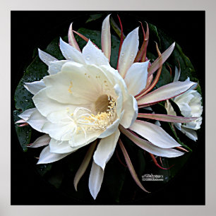 Póster Flor de Cactus Epífita